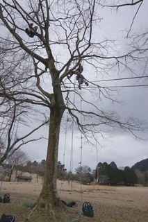 treeclimbing0329.jpg